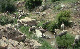 Watchable Wildlife