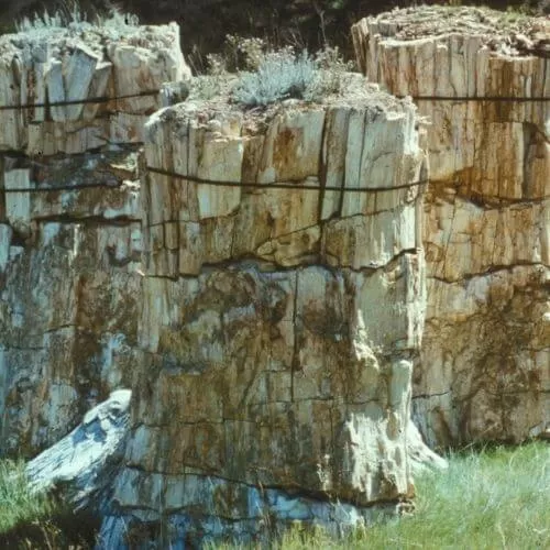 The Florissant Fossil Bed National Park 